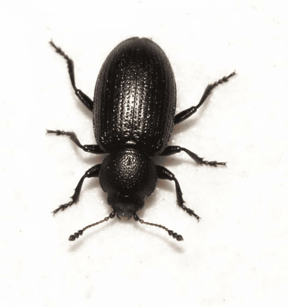 Moderkäfer (Latridiidae) – Übersichtseintrag