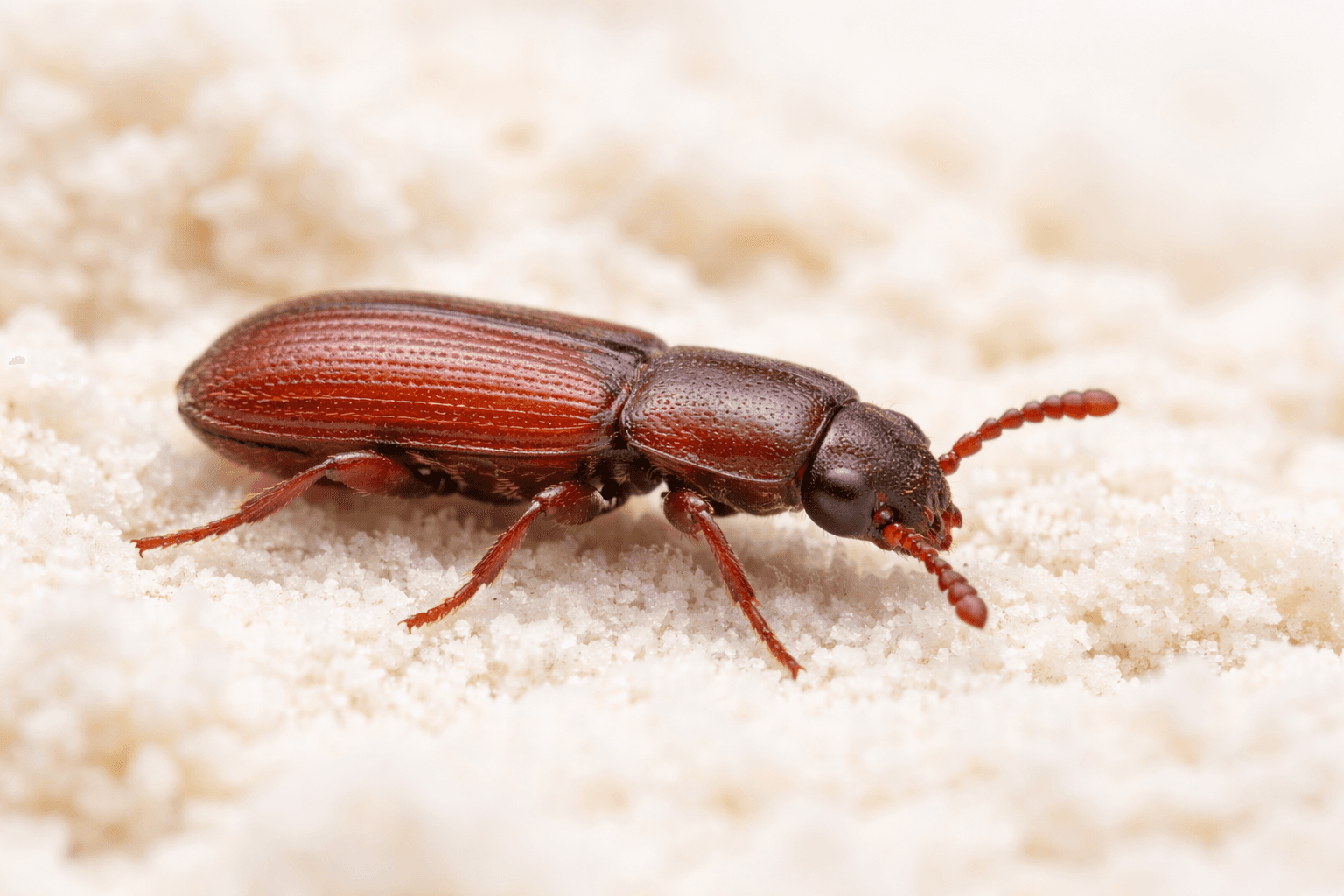 Reismehlkäfer (Tribolium castaneum) – Übersichtseintrag