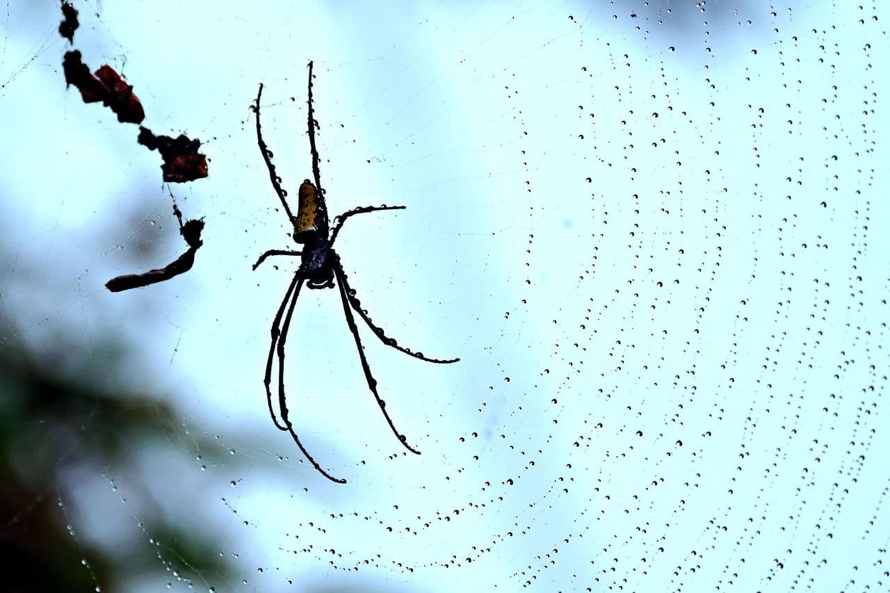 Hauswinkelspinne (Tegenaria domestica) – Übersichtseintrag