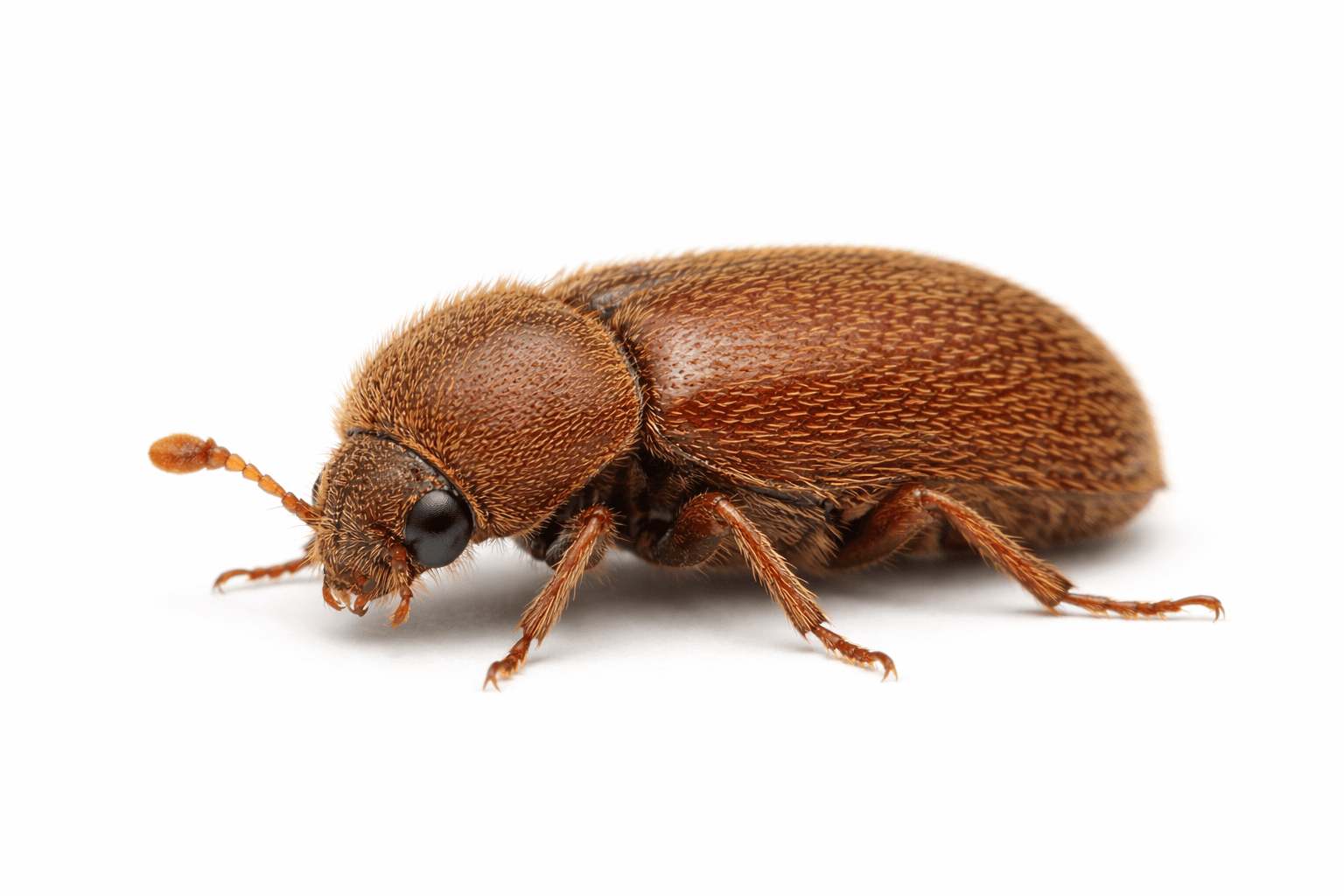 Brotkäfer (Stegobium paniceum) – Übersichtseintrag