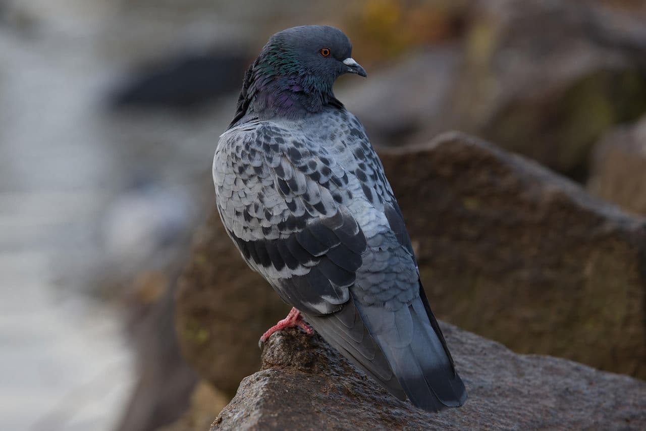 Taube (Columba livia domestica) – Übersichtseintrag