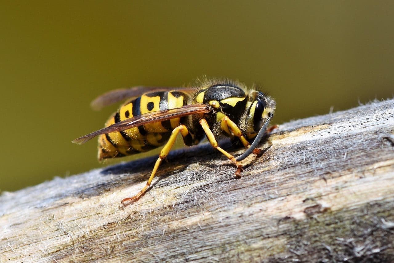Deutsche Wespe (Paravespula germanica) – Übersichtseintrag