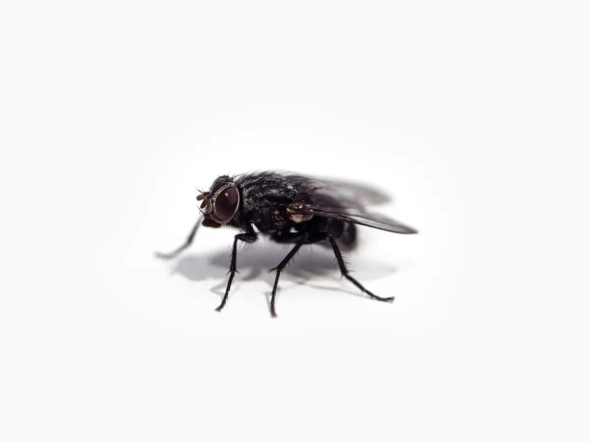 Fliege (Stubenfliege) (Musca domestica) – Übersichtseintrag